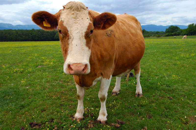 800px-Brown-Guernsey-cow.png