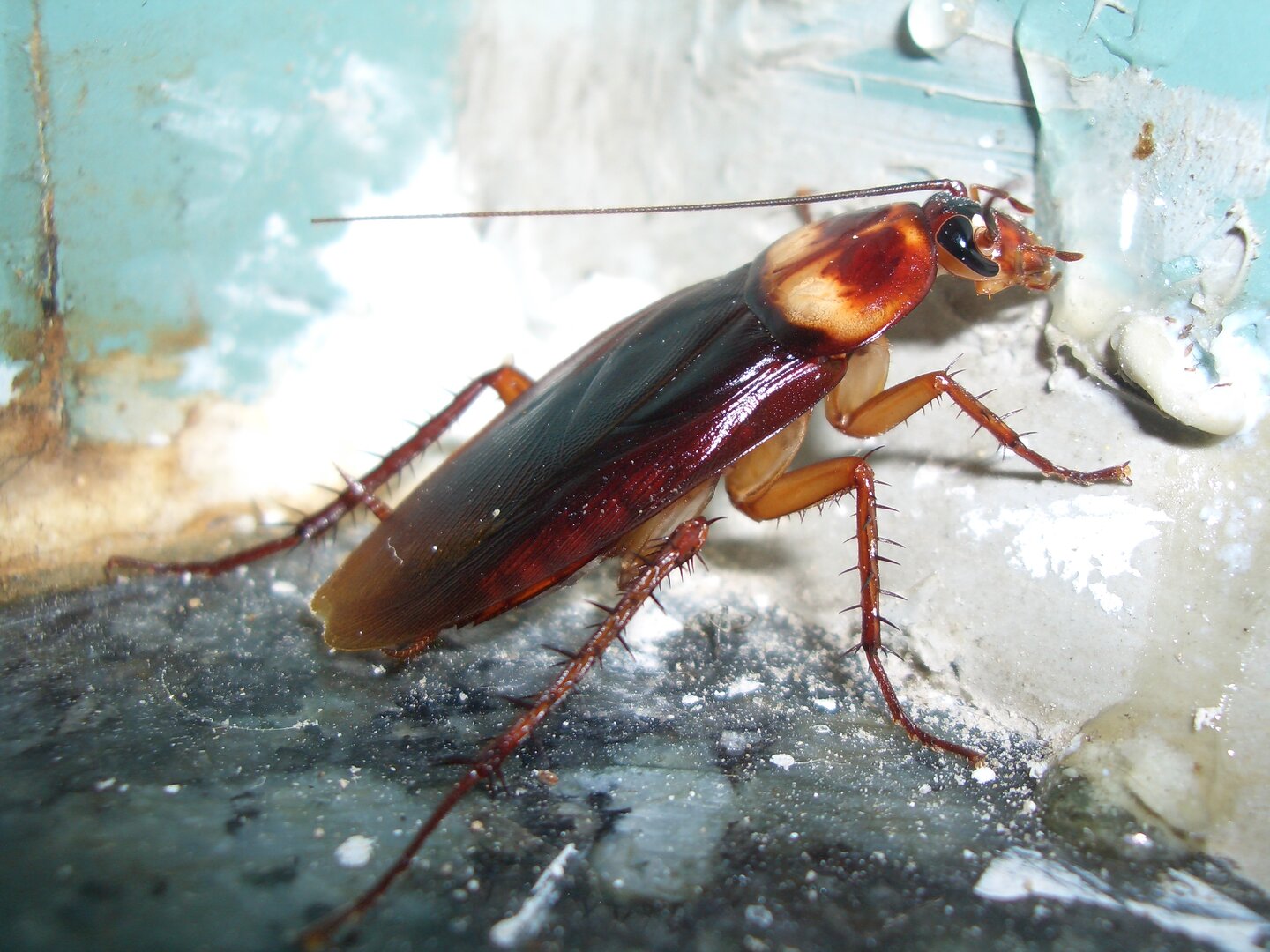 American_roach-3193419399.JPG