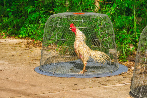 cockerel-in-a-cage-on-the-street.jpg