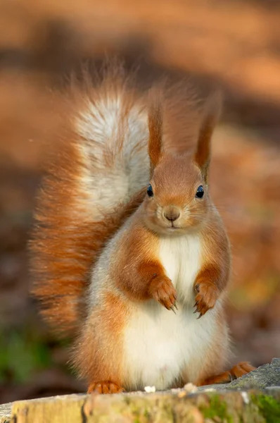 Depositphotos_1807210-stock-photo-red-squirrel.jpg