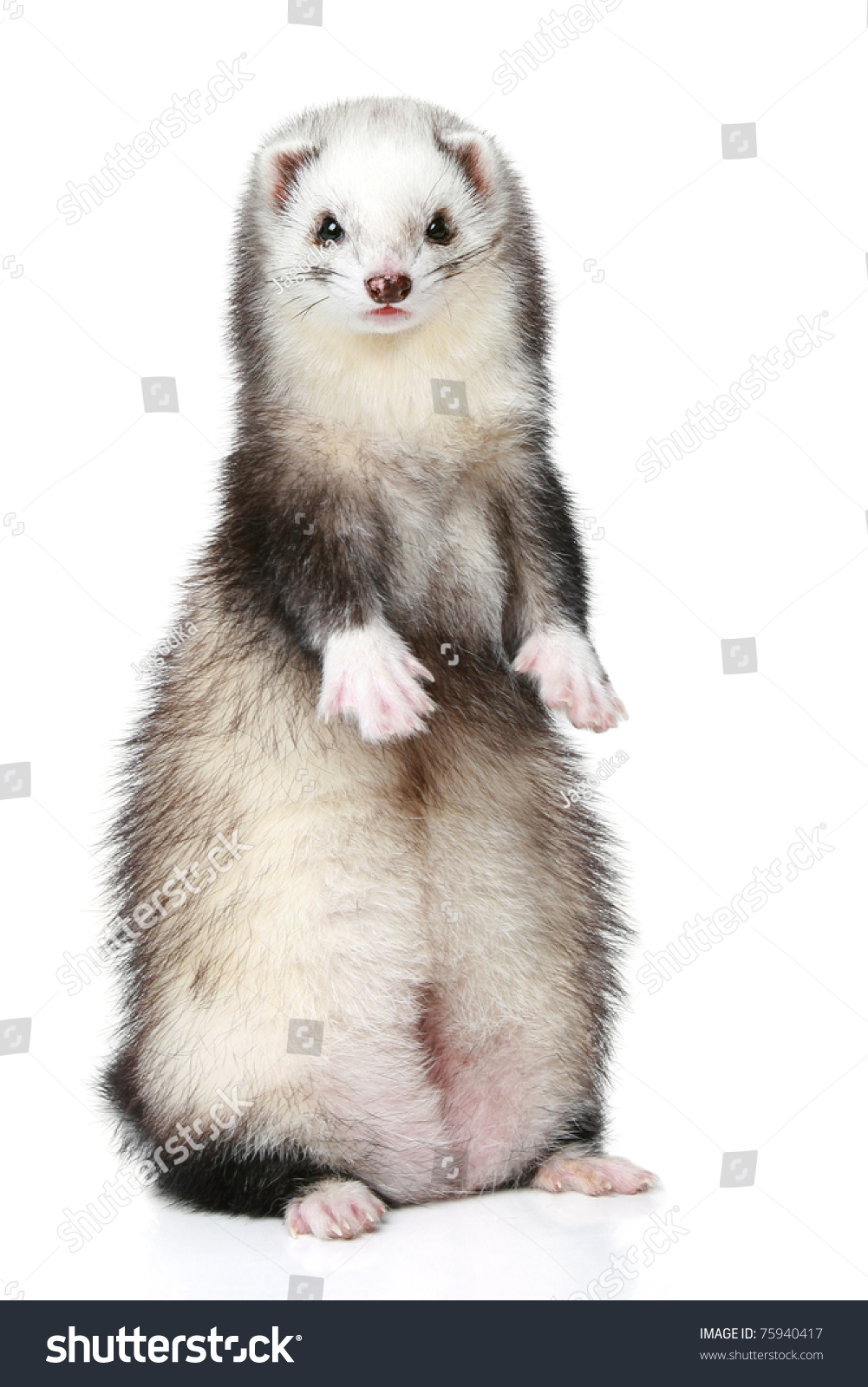 ferret 735.jpeg