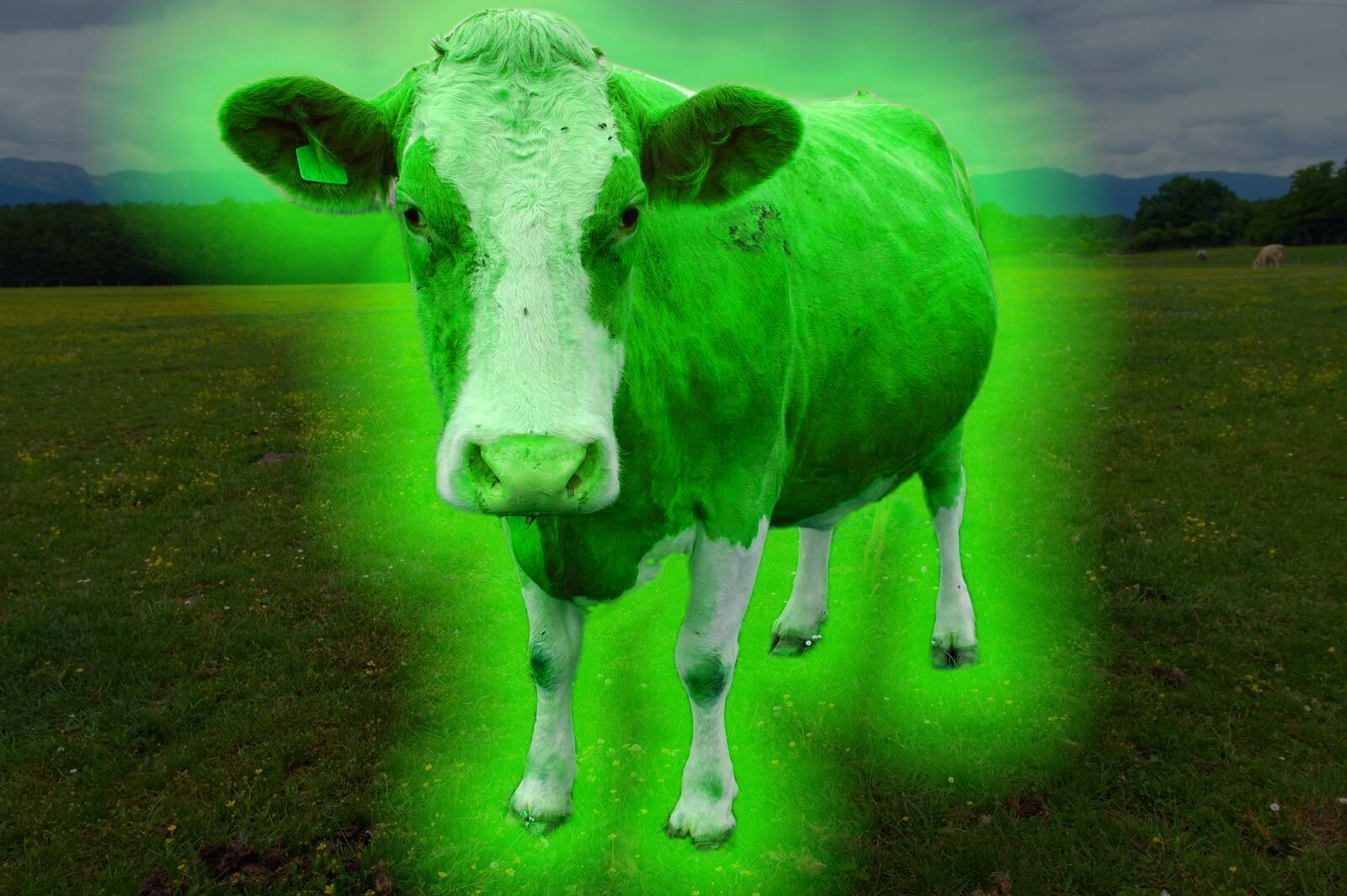 glowie-Guernsey-cow.jpg