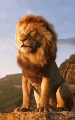 lion-optimized.gif