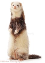 ferret-36.jpeg