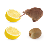 lemon-memes-Thour-8438527 (1).png