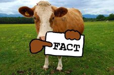 niggercow_fact.jpeg