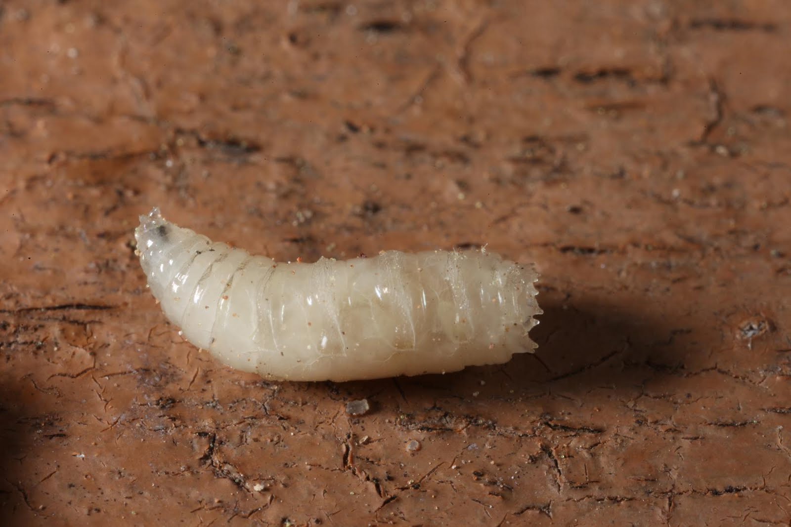 maggot3-small.JPG