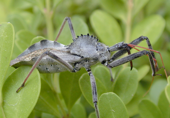 Wheel-bug.jpg