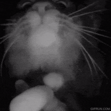 cat-sniffing-camera.gif